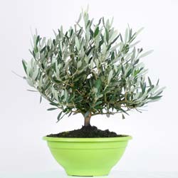 Olive Tree Bonsaï